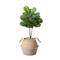 3ft. Artificial Fiddle Leaf Fig Tree With Handmade Cotton & Jute Woven Planter Set DIY Kit
